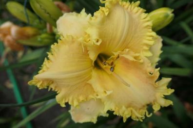 Hemerocallis ´Worthy Of Distinction´ Taglilie