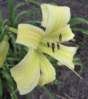 Hemerocallis ´Heavenly Flight Of Angels´ Taglilie