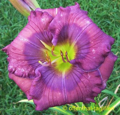 Hemerocallis ´Lavender Blue Baby´ Taglilie