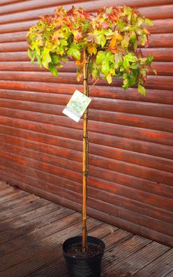 Kugelamberbaum Stämmchen Stammhöhe ca. 120 cm - Liquidambar styraciflua ´Oconee´
