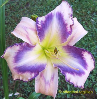 Hemerocallis ´Destined To See´ Taglilie