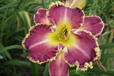 Hemerocallis ´Pastor Z´ Taglilie