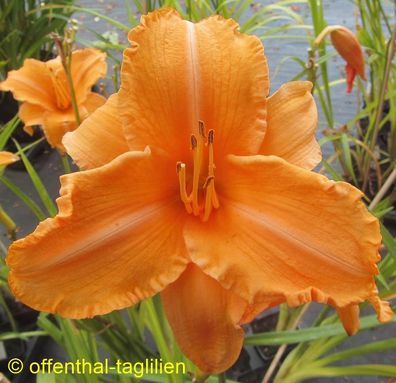 Hemerocallis ´Ruffled Apricot´ Taglilie