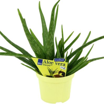 Aloe vera 'Sweet', Aloe vera barbadensis Miller, 2 Pflanzen