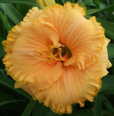 Hemerocallis ´Spacecoast Tiny Perfection´ Taglilie