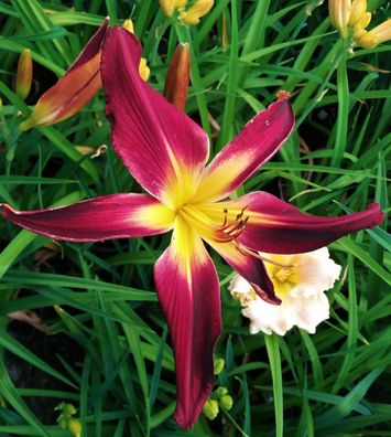 Hemerocallis ´Spider Walk´ Taglilie