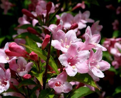 Liebliche Weigelie - Weigela florida 60 - 100 cm im 5 Liter Container