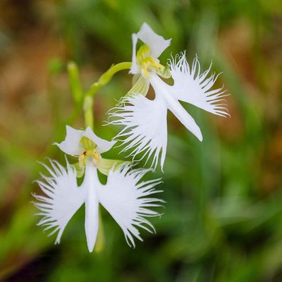 100 teile/ beutel Kräuter Orchideen samen, hoch ornamentale überlebende Zierpflanzen,