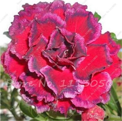 Heißer Verkauf 5 teile / beutel Desert Rose samen adenium obesum samen Bonsai Blumens