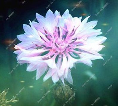 100pcs Samen Seltene 100% echte Conflower Schöne Blumen Bonsaipflanzen Stauden für Ha