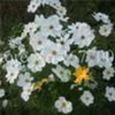 Gartendekorationen 200 Stück / Tasche Samen Bonsai Galsang Blume Multiple Farbe Mehrj