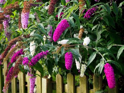 Schmetterlingsstrauch 3-farbig weiß, violettrot, rosa Buddleja davidii in Sorten