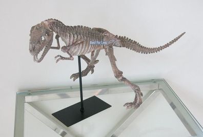 Velociraptor Dino Tyrannosaurus Rex Baby Dinosaurier Skelett Skull Figur Modell