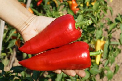 Paprika "Roter Augsburger" Demeter BIO-Saatgut, sehr süß, frühreif, 15 Samen