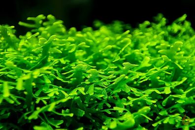 Korallenmoos / Korallen Moos | Riccardia Aquarium Pflanze Moss Garnele Nano