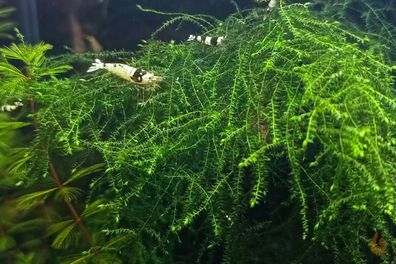 Trauerweidenmoos | Drepanocladus sp. Weeping | Aquarium Pflanze Moss - Rarität