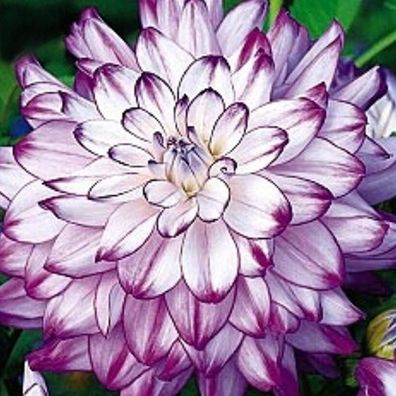 Dahlia Seeds, 100 Pieces Dahlia Seeds, Glorious Non-Gmo Colourful Flower Seedlin