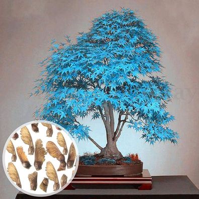 Maple Seeds, 30 Pieces Maple Seeds, Rare Plants, Decorative Blue Decorative Plan