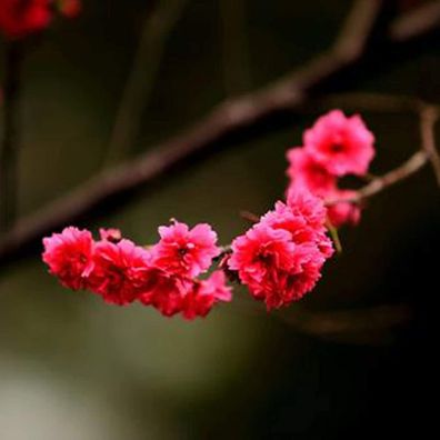 Red Bougainvillea Seeds, 20 Pieces Cherry Blossom Seeds Aromatic Desktop Decor R