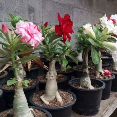 Adenium Samen, 200Pcs / Beutel Rosen-Samen Hardy Aromatische Dürre Tolerant Outd