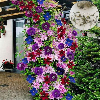 Mix Colour Clematis Seeds, 1 Bag Clematis Seeds Aesthetic DIY Multicolour Vine F