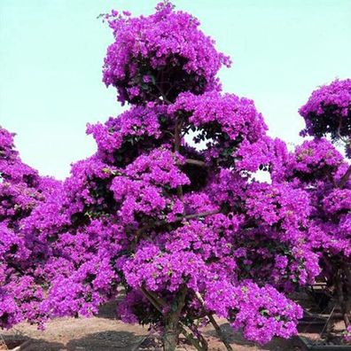 Blumen Samen, Garten Wildblume 100Pcs / Bag Bougainvillea Samen Neutral Klettern