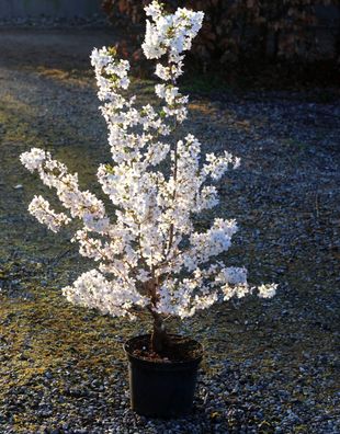 Frühe Zierkirsche ´Brilliant´ - Prunus kurilensis ´Brilliant´ 60-80 cm im Container