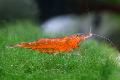 Mandarinengarnele - Caridina thambipillai