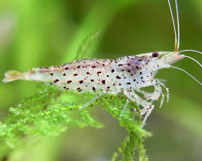 Vietnam Leopardgarnele - Caridina rubropunctata