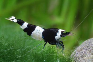 Black Panda Garnele, Caridina spec. "Black Panda" (Taiwan Bee / Shadow Bee)