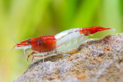 Red Rili Garnele, Kohaku Shrimp - Neocaridina davidi "Red Rili"