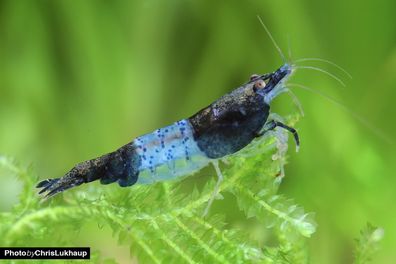 Garnelio - Carbon Rilli Shrimp - Neocaridina davidi