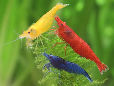 Garnelio - Regenbogen Garnelenmix - Neocaridina davidi - 24st