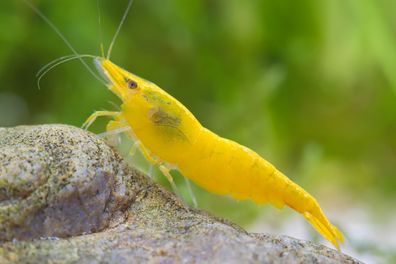 200x Yellow Fire Garnele - Skyfish Garnelen - Mitimport