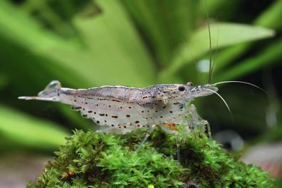 200x Amanogarnele S - Skyfish Garnelen - Mitimport