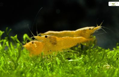 200x Neon Yellow Fire Garnele - Skyfish Garnelen - Mitimport