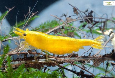 Garnelio - Yellow Fire Garnele - Neocaridina davidi "Yellow" - Lebendfutter