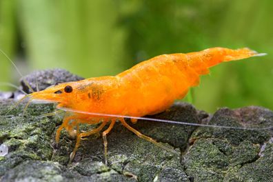 Garnelio - Orange Fire Garnele - Neocaridina davidi "Orange" - Lebendfutter