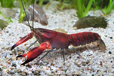 Roter Papuakrebs / Red Brick - Cherax boesemani