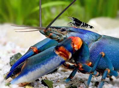 Blauer Tigerkrebs - Cherax alyciae var. "Blue Kong Blue Claw"