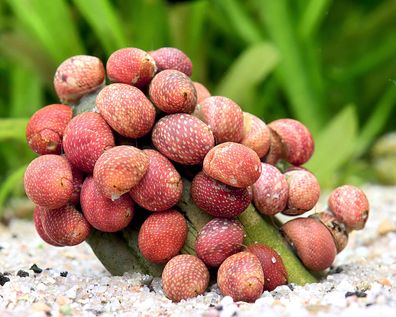 Pink Lady Schnecke - Clithon sowerbianum