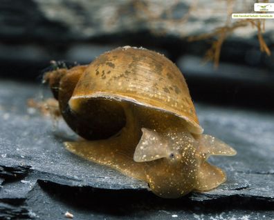 Yoda Schnecke (Eiförmige Schlammschnecke) - Radix balthica