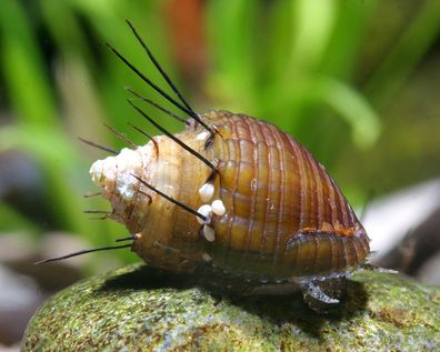 Haarige Turmdeckelschnecke - Thiara cancellata