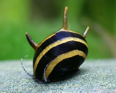 Geweihschnecke Black & Gold - Clithon diadema