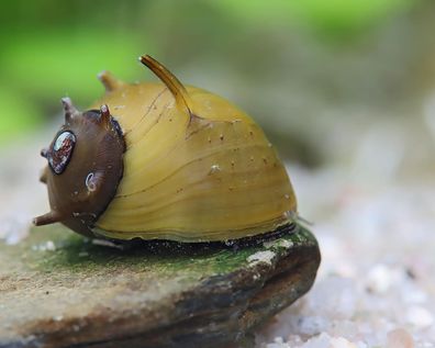 Grüne Geweihschnecke - Clithon corona