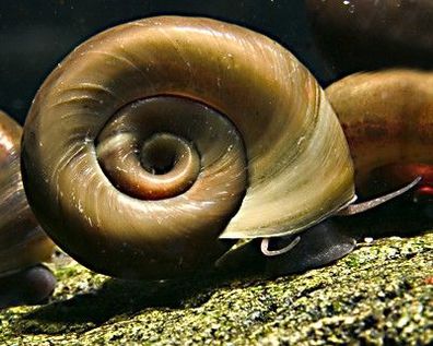 Braune Posthornschnecke - Planorbella duryi duryi