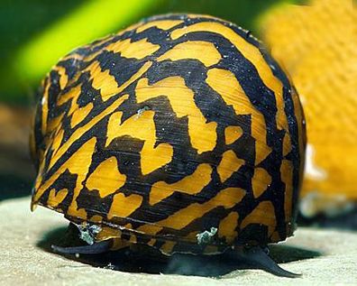 Big Stripe Mosaik Rennschnecke - Neritina sp