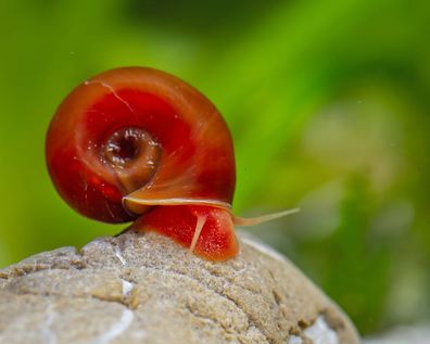 Orange Rote Posthornschnecke - Planorbella duryi duryi