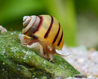 Zebra Apfelschnecke - Asolene spixi