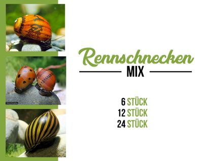 Rennschnecken mix - Algenvernichter